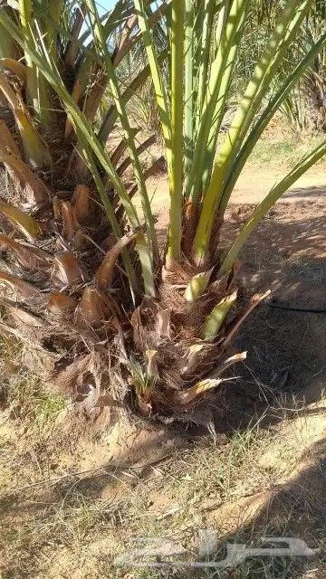 نخل فسايل ونقابل 4