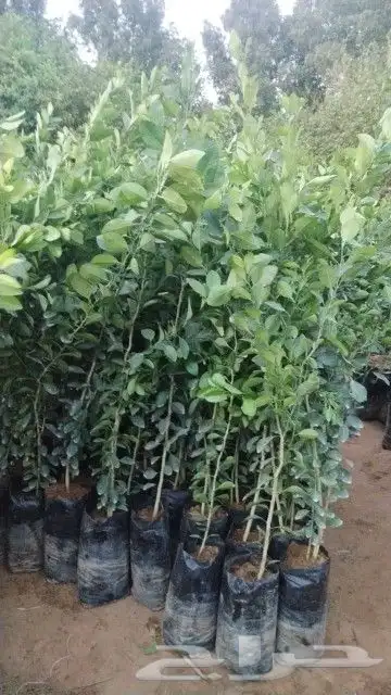 شتلات لوز اللوز اصفر وليمون ابن زهير وشهري 1