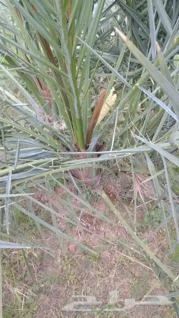مجدول صقعي عجوه وروثانه برني 2