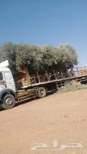 أشجار زيتون ونخيل وتركيب الشبوك 2