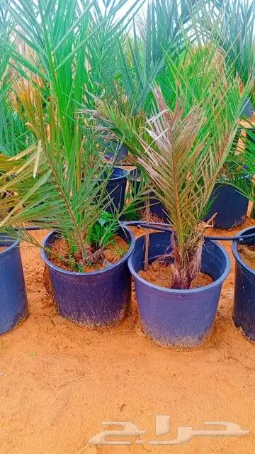 طيب يوجد الدينا نخل للبيع مجدول في مراكن مجذر 2