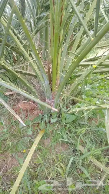 مجدول صقعي عجوه وروثانه برني 1