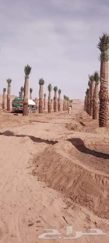 أشجار زيتون ونخيل وتركيب الشبوك 6