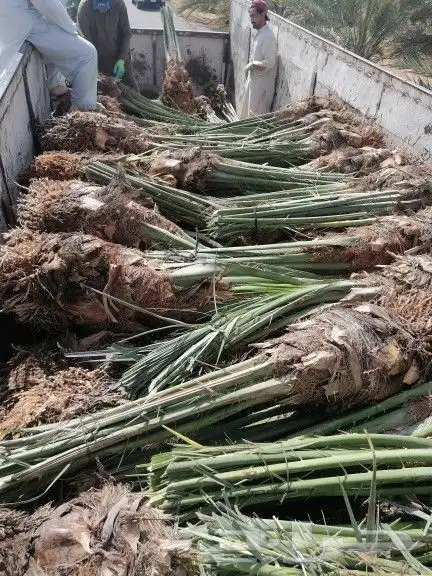 توريد نخيل 3