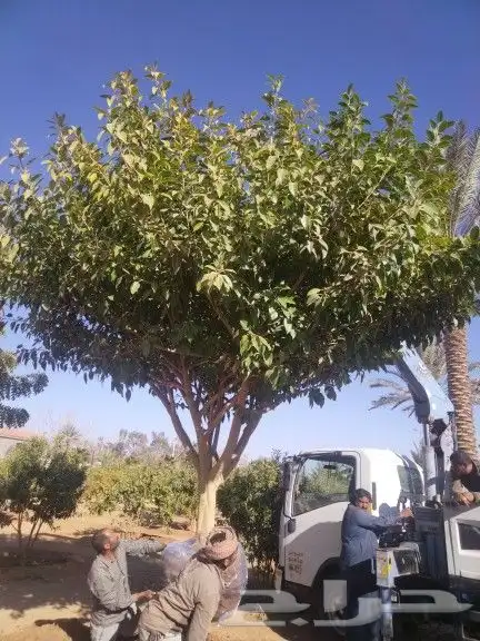 أشجار زيتون ونخيل وتركيب الشبوك 1