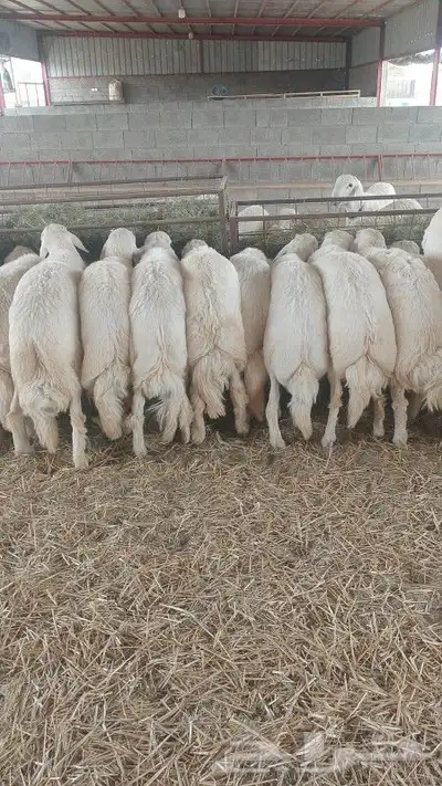 خرفان جبر الجبر قاطعة وصف ومراح واحد ونظيف 3