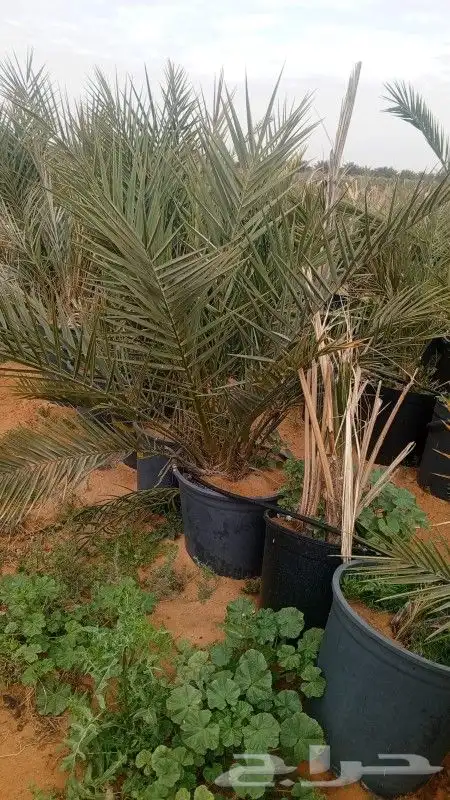 طيب يوجد الدينا نخل للبيع مجدول في مراكن مجذر 1