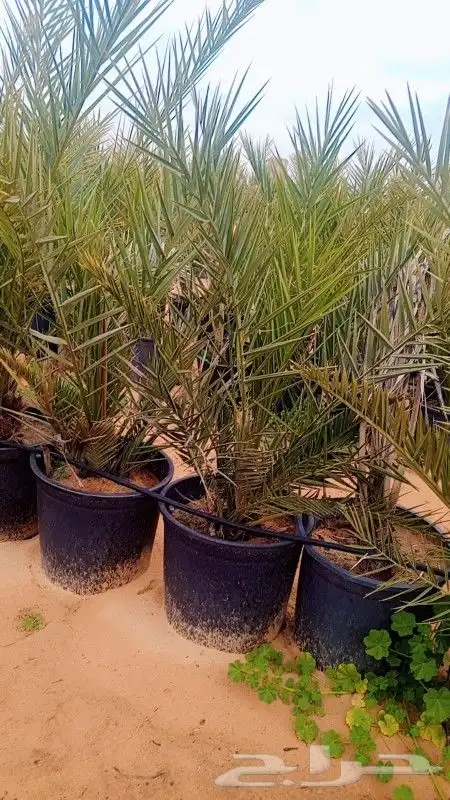 طيب يوجد الدينا نخل للبيع مجدول في مراكن مجذر 4