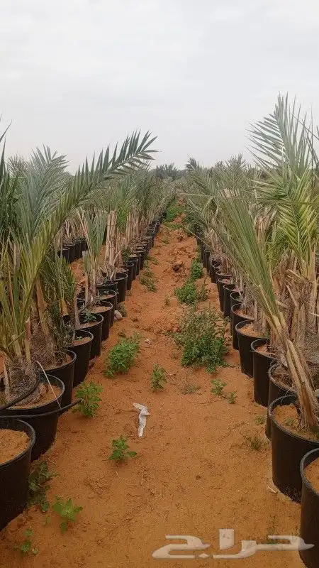 طيب يوجد الدينا نخل للبيع مجدول في مراكن مجذر 3