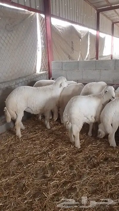 خرفان جبر الجبر قاطعة وصف ومراح واحد ونظيف 1