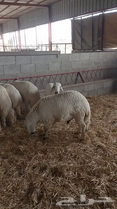 خرفان جبر الجبر قاطعة وصف ومراح واحد ونظيف 2