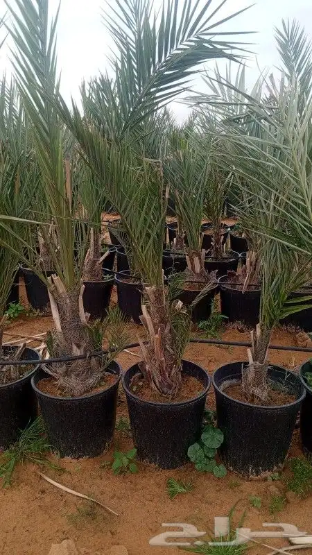 طيب يوجد الدينا نخل للبيع مجدول في مراكن مجذر 5