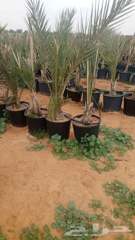 طيب يوجد الدينا نخل للبيع مجدول في مراكن مجذر 0