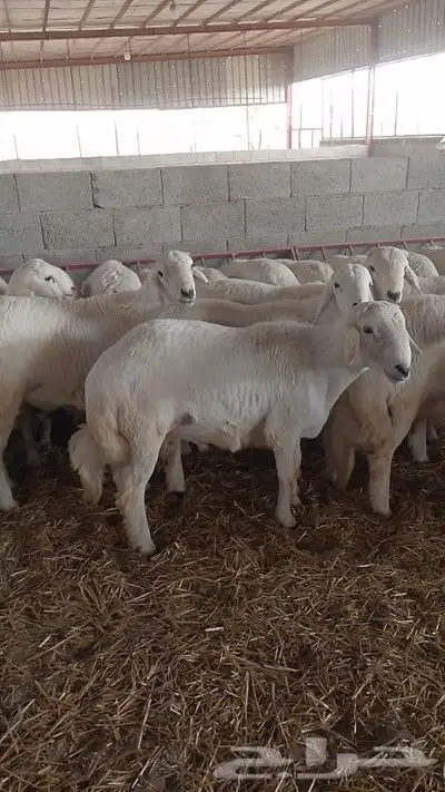 خرفان جبر الجبر قاطعة وصف ومراح واحد ونظيف 0