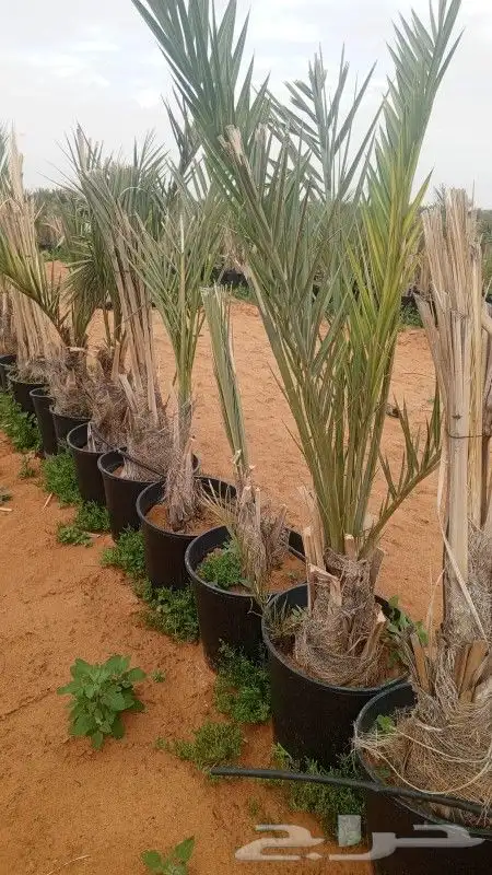 طيب يوجد الدينا نخل للبيع مجدول في مراكن مجذر 6