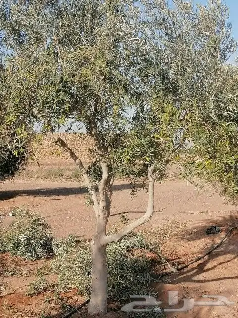 أشجار زيتون ونخيل وتركيب الشبوك 3