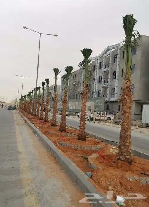 أشجار زيتون ونخيل وتركيب الشبوك 0