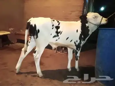 للعرض فقط 0