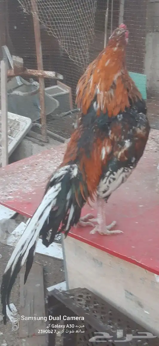 دجاج باكستاني ميوالي 0