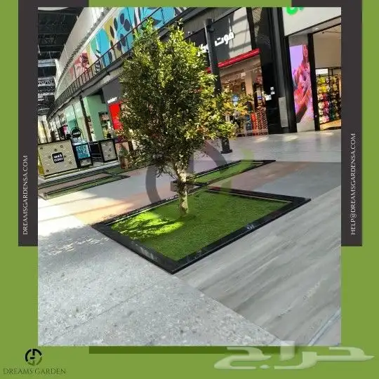 اشجار زيتون صناعي بجذوع طبيعي 1