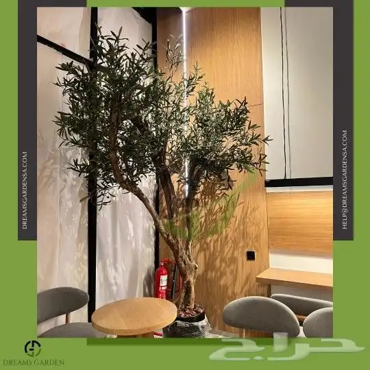 اشجار زيتون صناعي بجذوع طبيعي 4