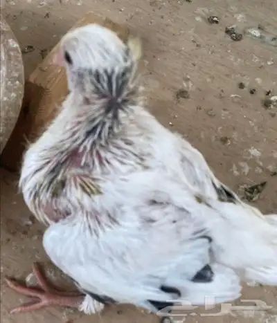 جوز بلجيكي منتج مع فرخ تم اللبيع تم اللبيع تم اللبيع 2