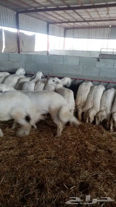 خرفان جبر الجبر قاطعة وصف ومراح واحد ونظيف 4