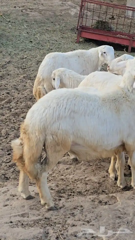 خرفان كفو نظاف واكلها شعير برسيم 2