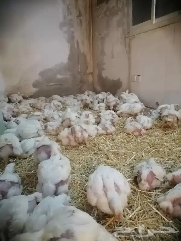دجاج لاحم للبيع ( حاليا غير متوفر) 1
