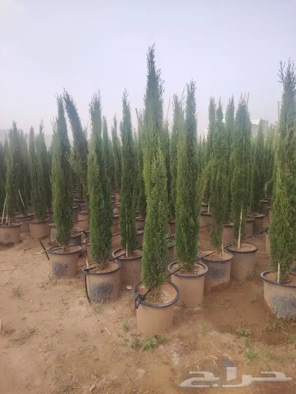 أشجار زيتون ونخيل وتركيب الشبوك 7