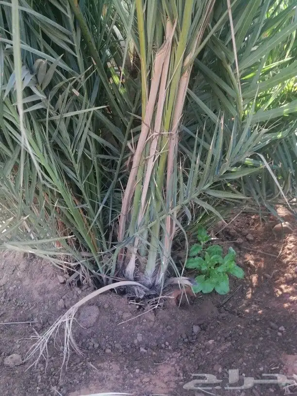 توريد نخيل 2