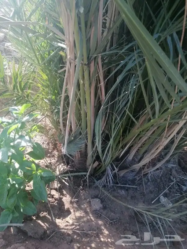 توريد نخيل 0