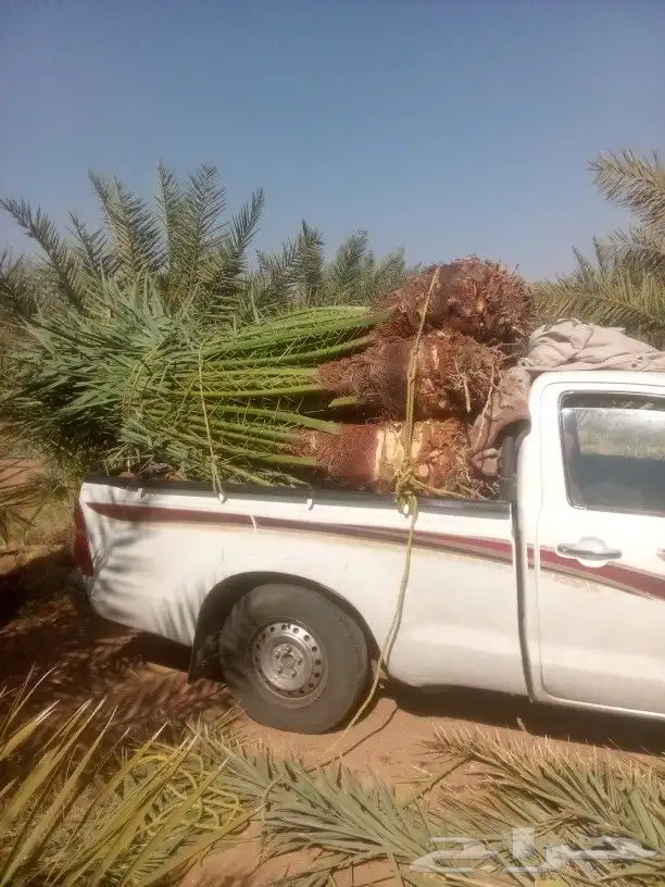 توريد جميع انواع انخيل المثمر متوجد مكه 1