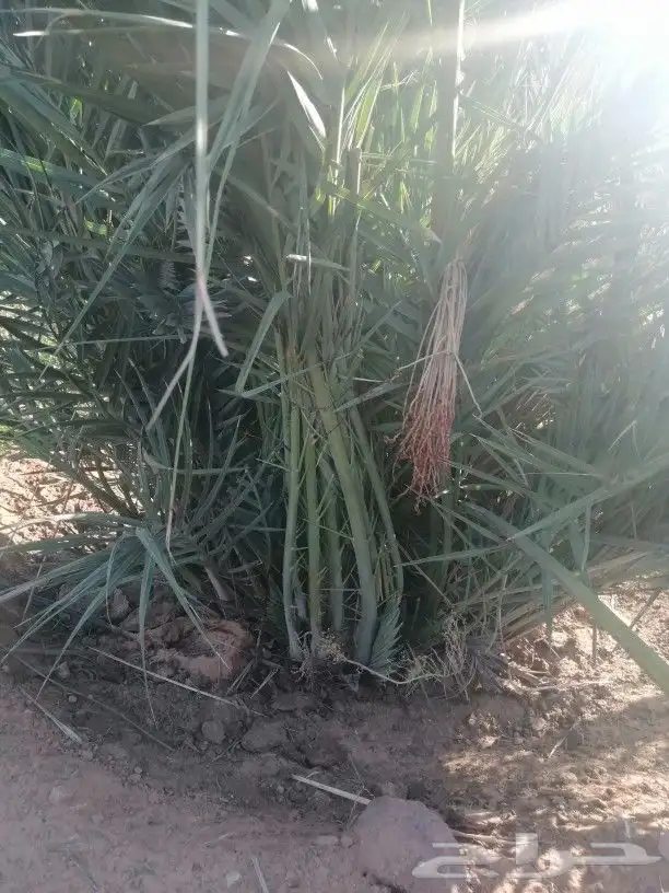 توريد نخيل 1