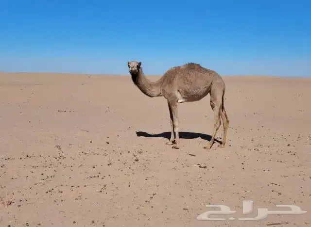 بكره مهجنه للبيع تبوك 0