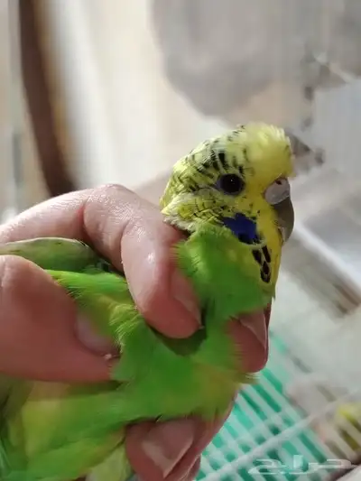 انثى بادجي 6