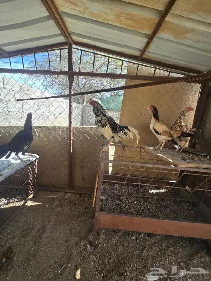 للبيع دجاج 3