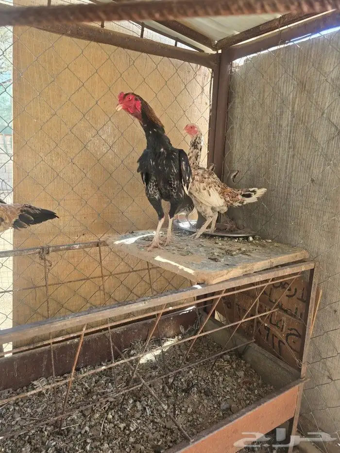 للبيع دجاج 4