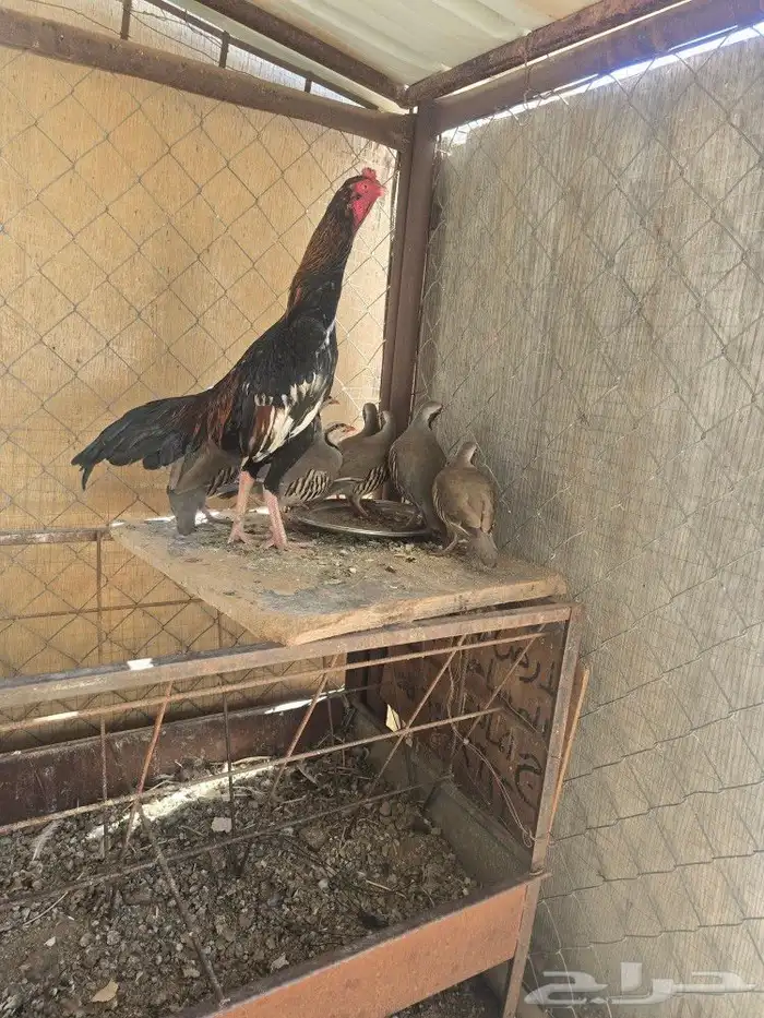للبيع دجاج 0