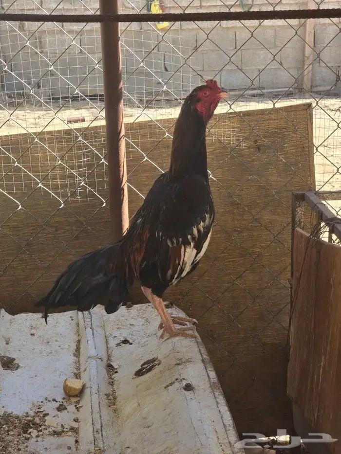 للبيع دجاج 10