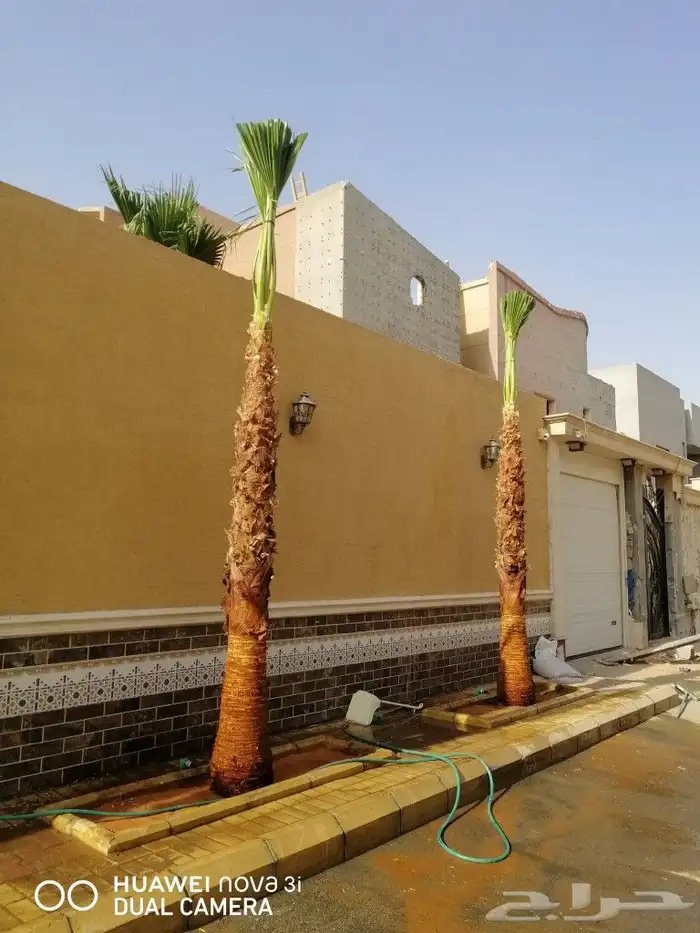 نخل واشنطن امريكي 6