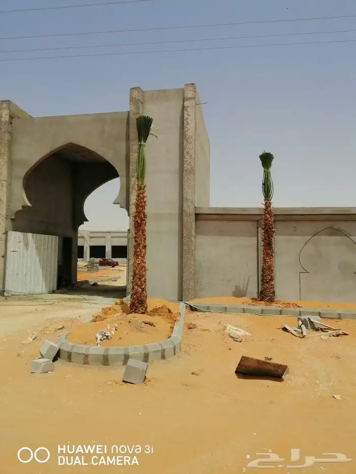 نخل واشنطن امريكي 5