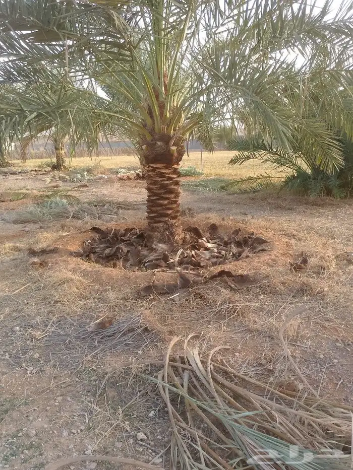 يوجد لدينا عمال يجيدو عمل النخل تكريب شوك لقاح لتواصل على ال 0