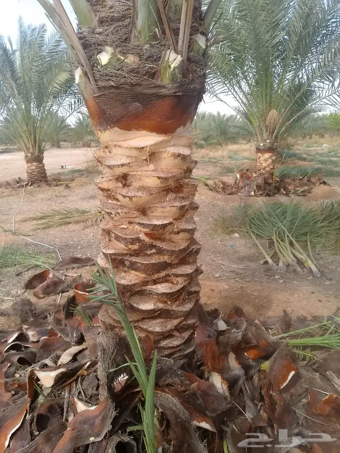 يوجد لدينا عمال يجيدو عمل النخل تكريب شوك لقاح لتواصل على ال 4
