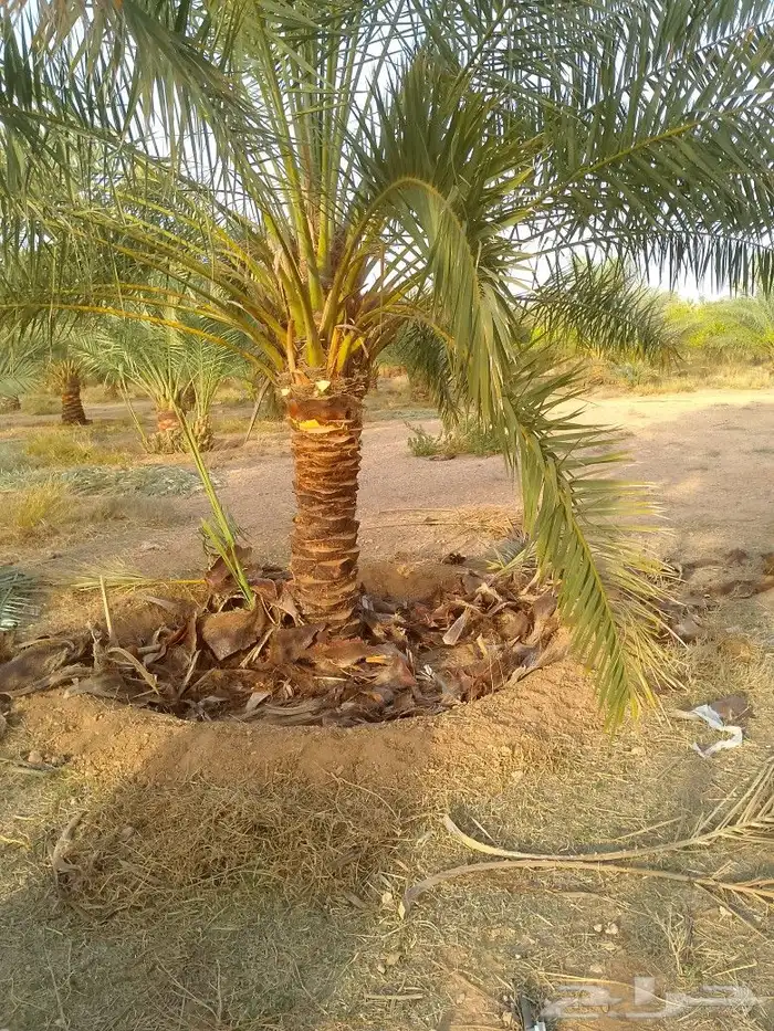 يوجد لدينا عمال يجيدو عمل النخل تكريب شوك لقاح لتواصل على ال 1