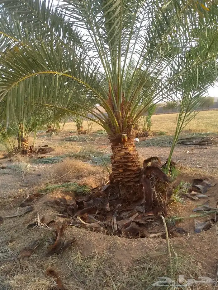 يوجد لدينا عمال يجيدو عمل النخل تكريب شوك لقاح لتواصل على ال 3