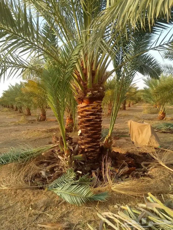 يوجد لدينا عمال يجيدو عمل النخل تكريب شوك لقاح لتواصل على ال 6