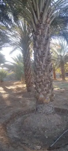 نخل عربي- واشنطني- اشجار 2