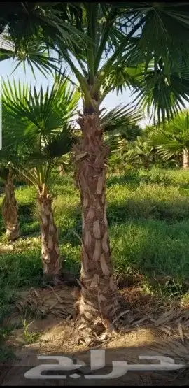 مقاول عام 2