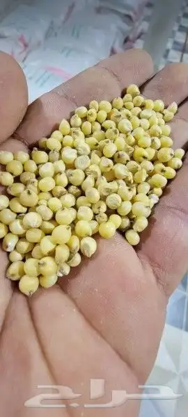 ذره صفرا وشعير 0